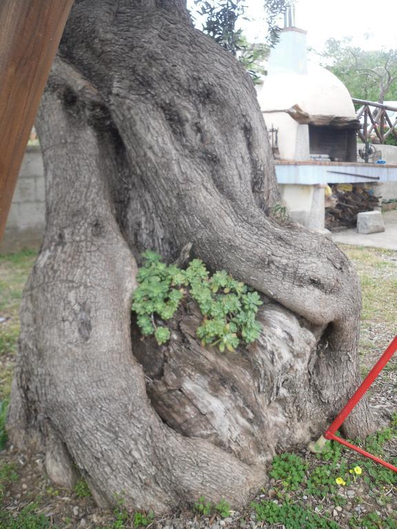 Appartamento Maremontagna Cardedu Bagian luar foto